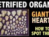 PETRIFIED ORGANS – GIANT’S HEARTS – HOW TO SPOT THEM!!