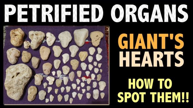 PETRIFIED ORGANS – GIANT’S HEARTS – HOW TO SPOT THEM!!
