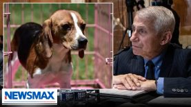 Dog company EXPOSES Dr. Fauci’s cruel puppy experiments