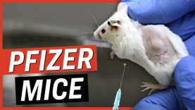 FDA Approved Pfizer’s New Booster With Data From Only 8 Mice (No Human Trials)