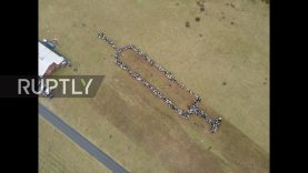 Germany: 700 sheep and goats herded into giant syringe to promote vaccination *STILLS*