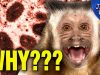 Corporate Media Lies About “Debunking” Monkeypox Leak Theory